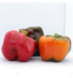 Poivrons couleurs