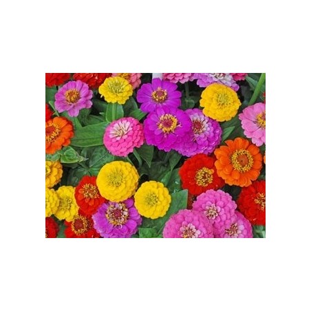 Plant de fleurs "Zinnias"