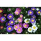 Plant de fleurs "Reine Marguerite" (5)