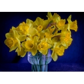 Bouquet printanier de narcisses