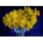 Bouquet printanier de narcisses