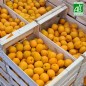 Abricot BIO (Kg)