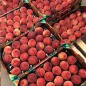 Nectarine jaune BIO