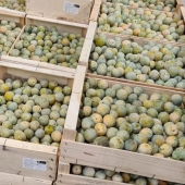 Prunes "reine claude" BIO