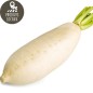 Radis blanc japonais (kg) Radis blanc japonais (kg)