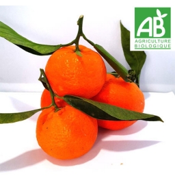 Clémentines de corse (kg)