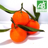 Clémentines de corse (kg)