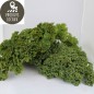 Chou "Kale" (kg)