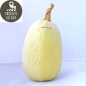 Courge “Spaghetti“ (environ 1.3 kg)
