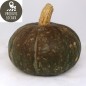 Potimarron Vert (environ 1.5kg)