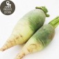 Radis rave green meat (kg)