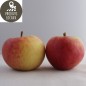 Pommes «Elstar» (kg)