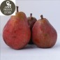 Poires Comice rouges (kg)