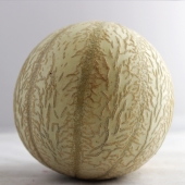 Melon