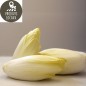 Endives "pleine terre"