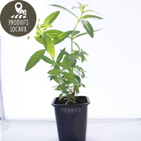 Plant de verveine citronnée