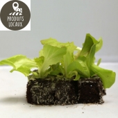 Salades (12 pièces)