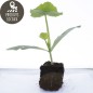 Plant de courgette longue (pièce)