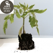 Plant de tomate coeur de boeuf