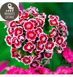 bouquet d'oeillet de poete