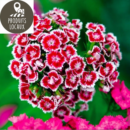bouquet d'oeillet de poete