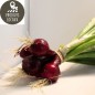 Botte d’oignons rouges