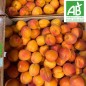 Abricot BIO (Kg)