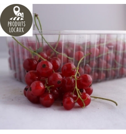 groseilles rouges