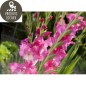 Bouquet de Glaïeuls  (7 pièces)