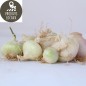 Oignons blancs (kg)