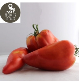 Tomate andine cornue