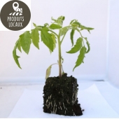 plant de tomate andine cornue