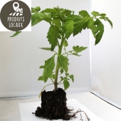 plant de tomate coeur de boeuf