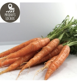Botte de carottes nouvelles