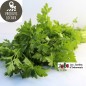 Bouquet de persil plat