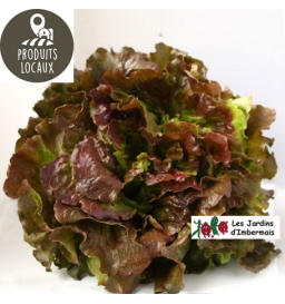 salade batavia rouge