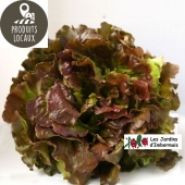 salade batavia rouge