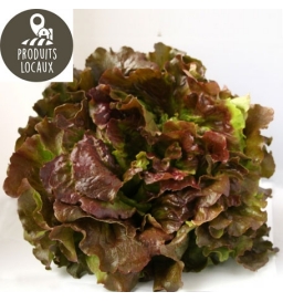 Salade Batavia rouge
