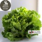 Salade Batavia verte