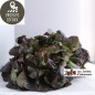 Salade feuille de chêne rouge