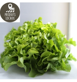 Salade feuille de chêne verte