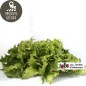 Salade Iceberg (reine des glaces)