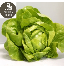 Salade laitue verte