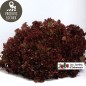Salade Lollo Rossa rouge