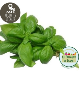 Bouquet de basilic
