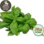 Bouquet de basilic