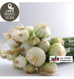 Botte d oignons blancs