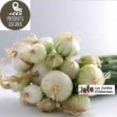 Botte d oignons blancs