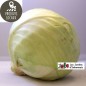 Chou cabus blanc