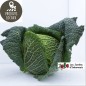 Chou vert de Milan